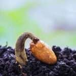 Seed coming out of earth. Double meaning, seed as carbohydrate and as life itself.