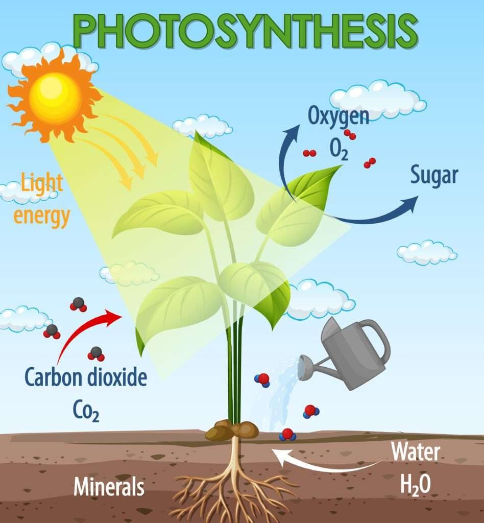 Photosynthesis